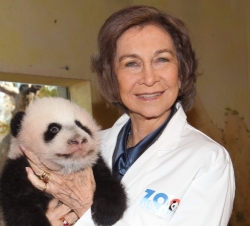 SuMajestad la Reina durante su visita a la cría de oso panda en el Zoo de Madrid